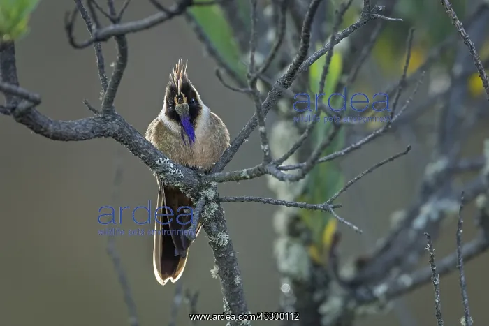  : Buffy Helmetcrest (Oxypogon stuebelii) Los Nevados