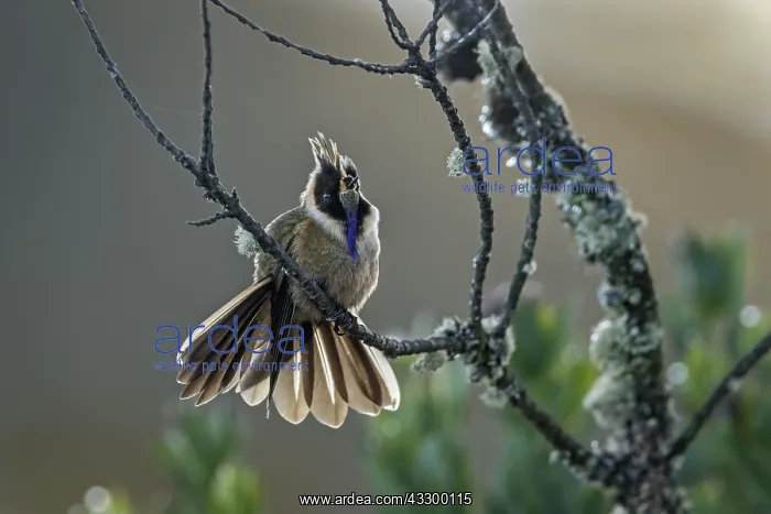 : Buffy Helmetcrest (Oxypogon stuebelii) Los Nevados : Buffy Helmetcrest (Oxypogon stuebelii) Los Nevados