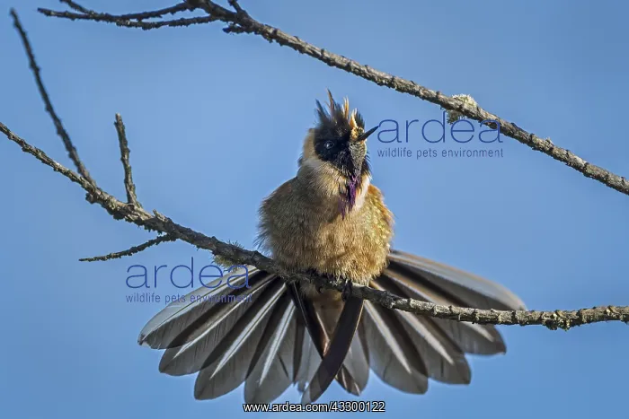 : Buffy Helmetcrest (Oxypogon stuebelii) Los Nevados : Buffy Helmetcrest (Oxypogon stuebelii) Los Nevados
