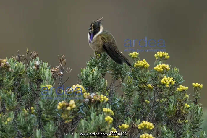 : Buffy Helmetcrest (Oxypogon stuebelii) Los Nevados : Buffy Helmetcrest (Oxypogon stuebelii) Los Nevados