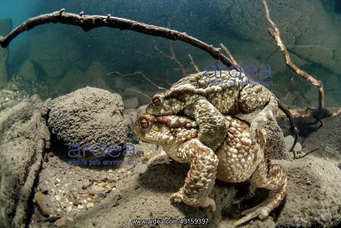 : Bufo bufo Bufo : Bufo bufo Bufo