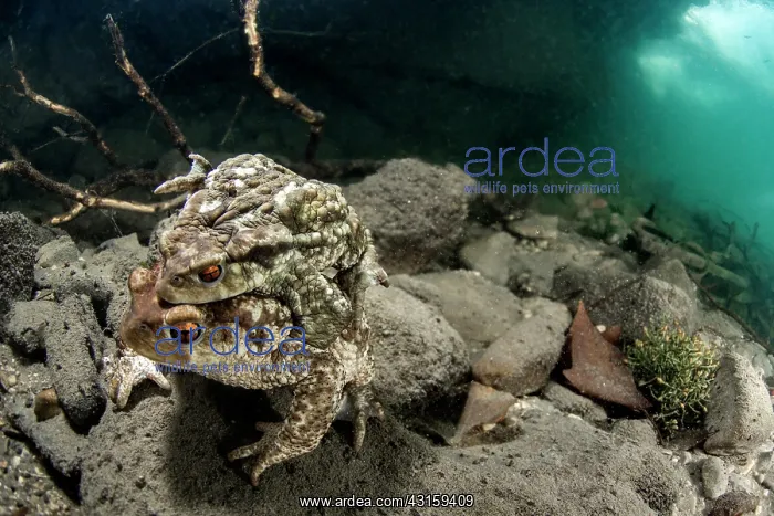 : Bufo bufo Bufo : Bufo bufo Bufo