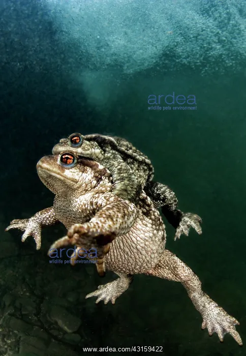 : Bufo bufo Bufo : Bufo bufo Bufo