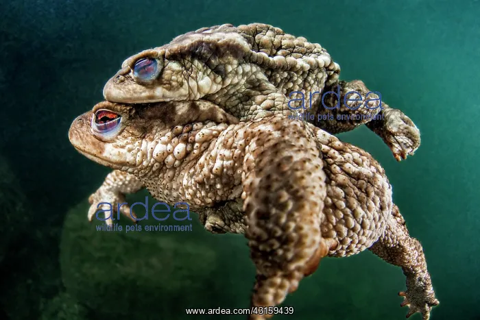 : Bufo bufo Bufo : Bufo bufo Bufo
