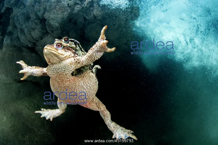 : Bufo bufo Bufo : Bufo bufo Bufo