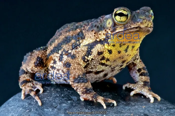 : Bufo granulosus Rhinella granulosa Bufo Rhinell : Bufo granulosus Rhinella granulosa Bufo Rhinell