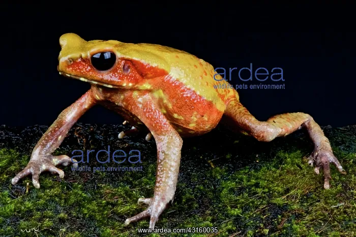 : Bufo guttatus Rhaebo guttatus Bufo : Bufo guttatus Rhaebo guttatus Bufo