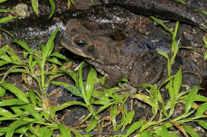 : Bufo marinus : Bufo marinus