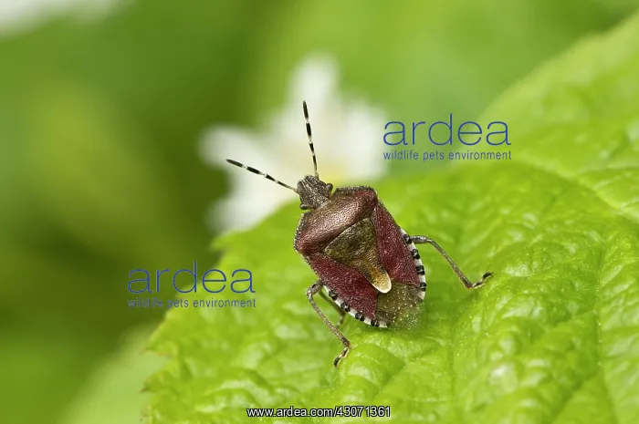 : Bug (Dolycoris baccarum) on leaf. Denmark in May : Bug (Dolycoris baccarum) on leaf. Denmark in May