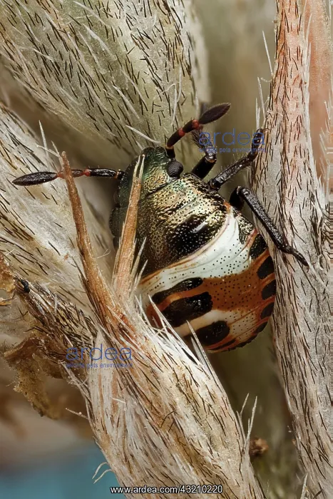 : Detail of the bug nymph at higher magnification : Detail of the bug nymph at higher magnification