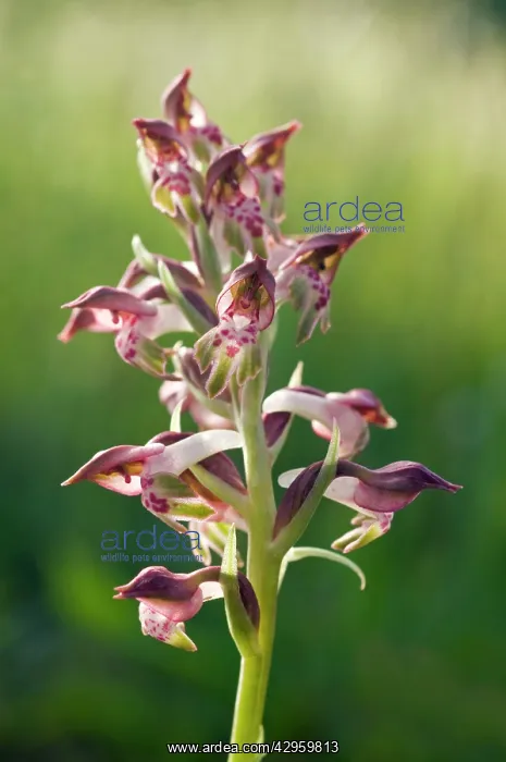  : Bug Orchid