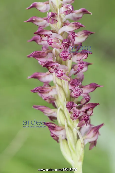  : Bug Orchid