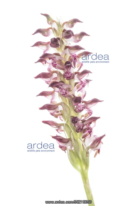 : Bug orchid (Anacamptis coriophora subsp. fragrans) growing in the meadow, Piedmont, Italy : Bug orchid (Anacamptis coriophora subsp. fragrans) growing in the meadow, Piedmont, Italy