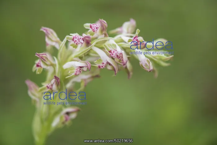 : Bug orchid (Anacamptis coriophora subsp. fragrans) growing in the meadow, Piedmont, Italy : Bug orchid (Anacamptis coriophora subsp. fragrans) growing in the meadow, Piedmont, Italy
