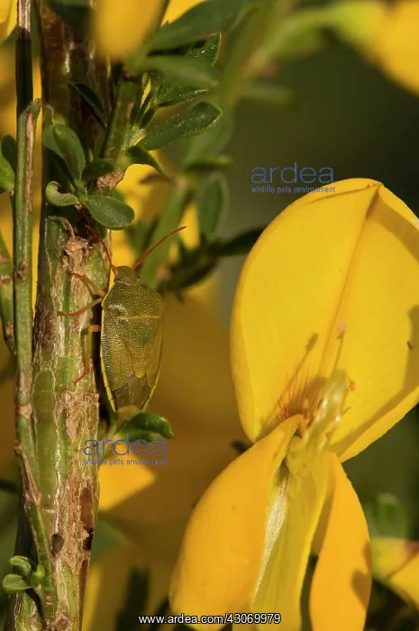 : Bug (Piezodorus lituratus) on Broom (Cytisus scoparius : Bug (Piezodorus lituratus) on Broom (Cytisus scoparius