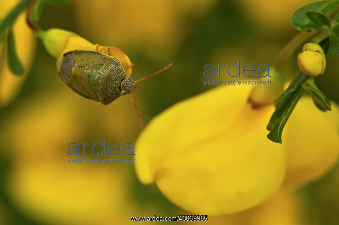 : Bug (Piezodorus lituratus) on Broom (Cytisus scoparius : Bug (Piezodorus lituratus) on Broom (Cytisus scoparius