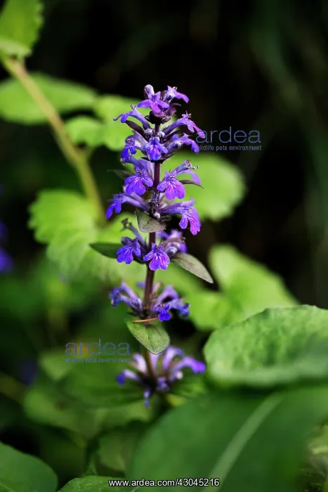 : Bugle, Ajuga reptans : Bugle, Ajuga reptans
