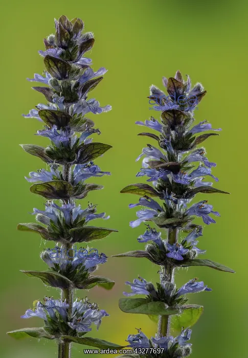 : Bugle, Ajuga reptans, in flower in damp meadow in : Bugle, Ajuga reptans, in flower in damp meadow in