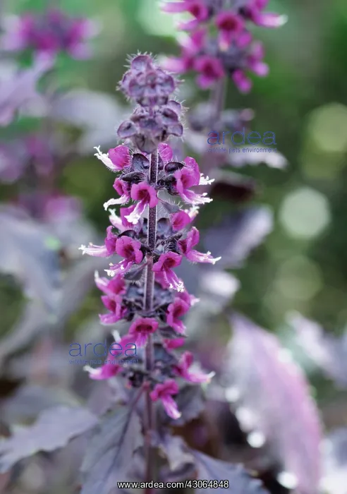 : Bugle, Ajuga reptans Purple Delight : Bugle, Ajuga reptans Purple Delight