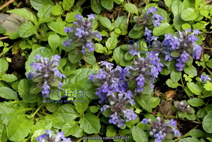 : Bugle (Ajuga reptans). Widespread in woodlands in UK : Bugle (Ajuga reptans). Widespread in woodlands in UK
