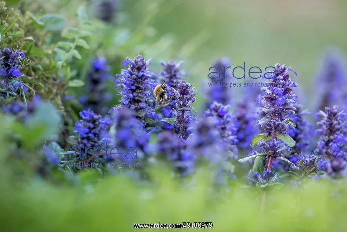  : Bugle - With Common Carder Bee - UK