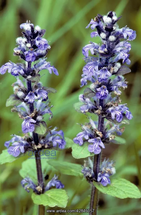  : Bugle Flower