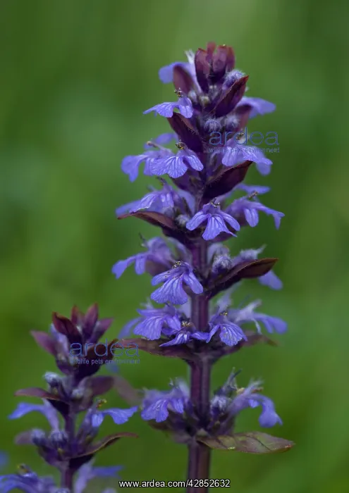 : Bugle in flower