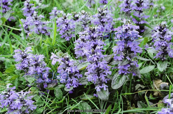 : Bugle - in flower