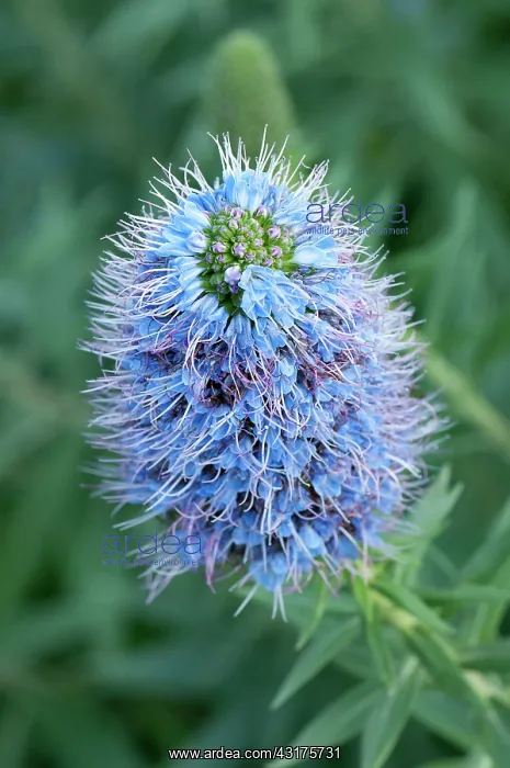 : Bugloss, Pride of Madeira, Echium candicans, spikey blue col : Bugloss, Pride of Madeira, Echium candicans, spikey blue col