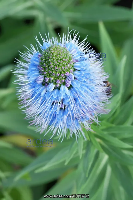: Bugloss, Pride of Madeira, Echium candicans, spikey blue col : Bugloss, Pride of Madeira, Echium candicans, spikey blue col