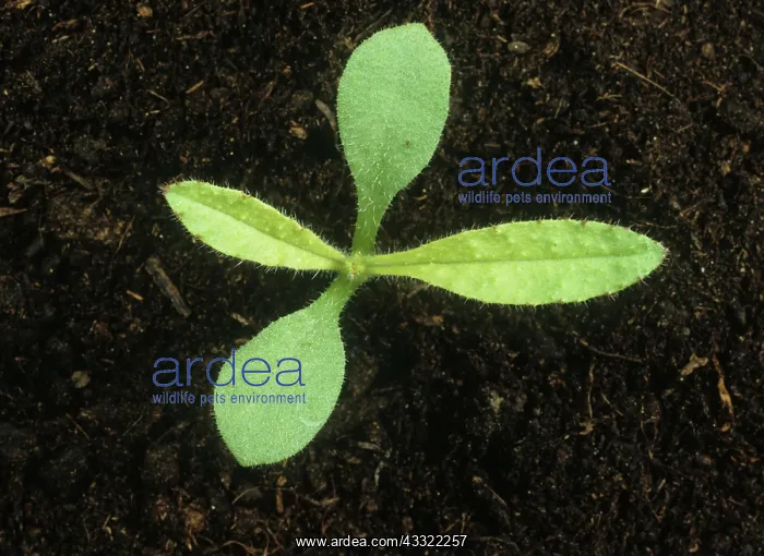 : Bugloss seedling : Bugloss seedling