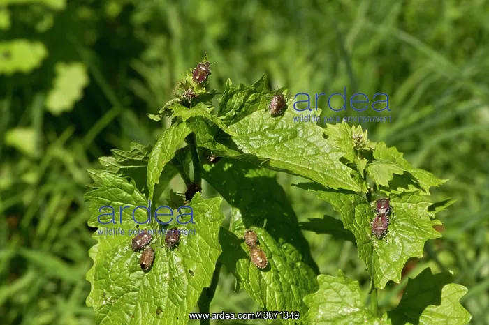 : Bugs (Dolycoris baccarum) on leaves. Allindelille : Bugs (Dolycoris baccarum) on leaves. Allindelille
