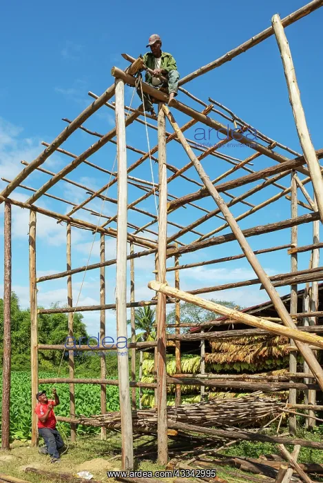  : Building a barn for drying tobacco leaves. In the