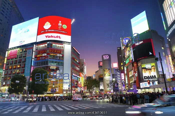 : Buildings around the Shibuya Scramble Crossing at sunset in : Buildings around the Shibuya Scramble Crossing at sunset in