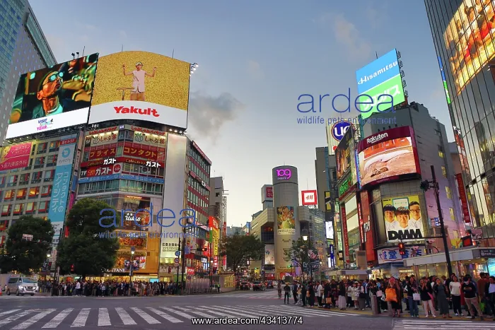 : Buildings around the Shibuya Scramble Crossing at sunset in : Buildings around the Shibuya Scramble Crossing at sunset in