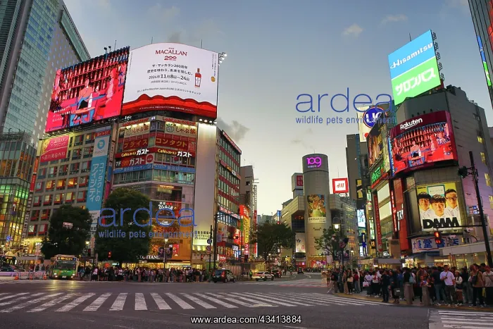 : Buildings around the Shibuya Scramble Crossing at sunset in : Buildings around the Shibuya Scramble Crossing at sunset in