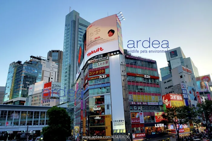 : Buildings along the skyline of the Shibuya crossing in Shibu : Buildings along the skyline of the Shibuya crossing in Shibu