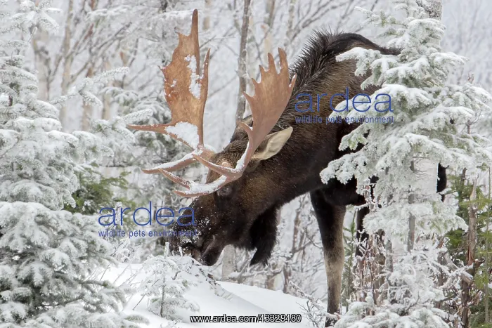  : A buill moose with huge antlers eats balsam fir