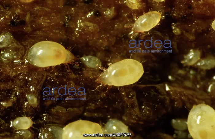 : Bulb mites : Bulb mites