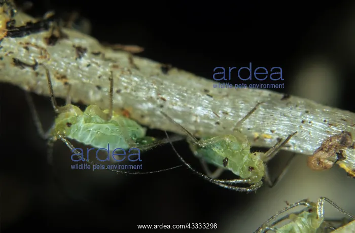  : Bulb and potato aphids