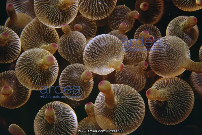 : Bulb-tentacle Anemone - also know as Bubble-tip Anemone : Bulb-tentacle Anemone - also know as Bubble-tip Anemone