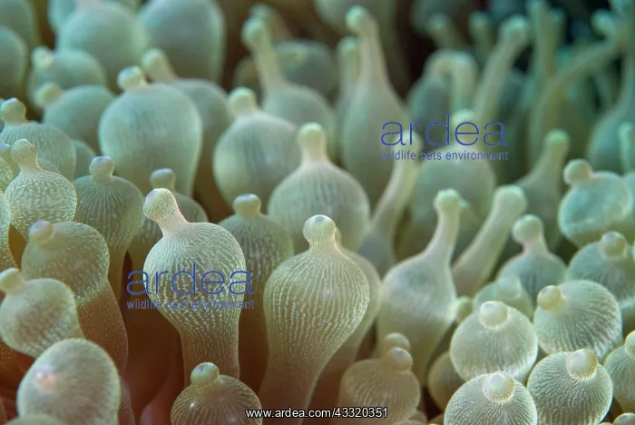 : Bulb Tentacle Sea Anemone : Bulb Tentacle Sea Anemone