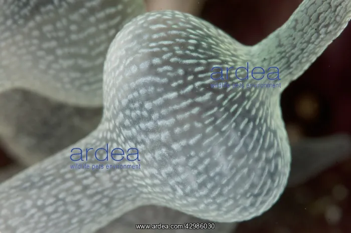 : Bulb Tentacle Sea Anemone - White Arrow dive : Bulb Tentacle Sea Anemone - White Arrow dive