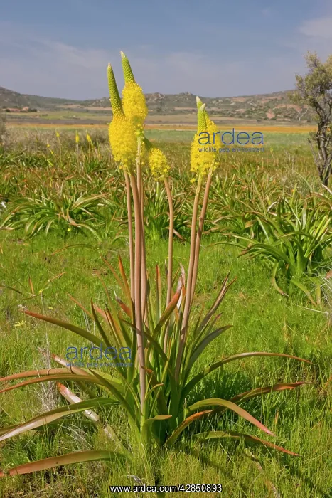 : Bulbinella latifolia : Bulbinella latifolia