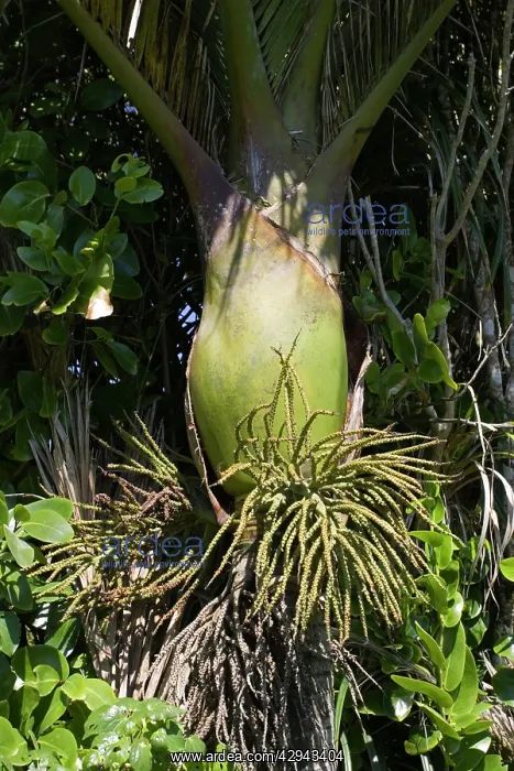  : Bulbous base and flowers of Nikau palms