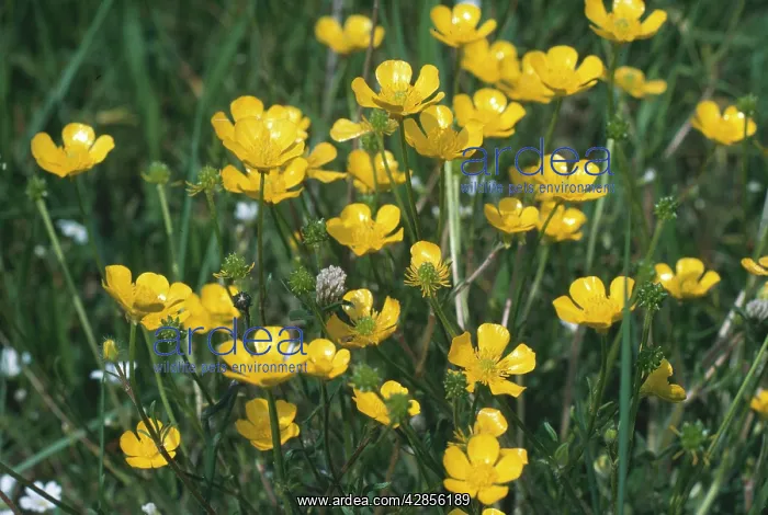 : Bulbous Buttercup : Bulbous Buttercup
