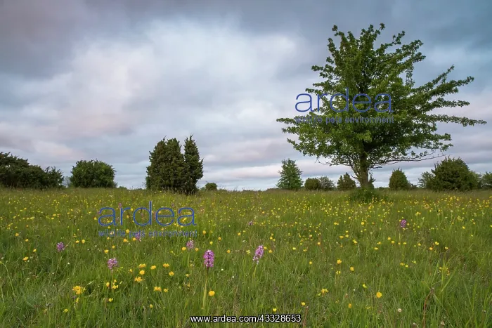 : Bulbous Buttercup : Bulbous Buttercup