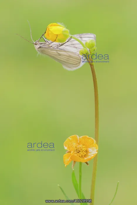 : Bulbous Buttercup : Bulbous Buttercup