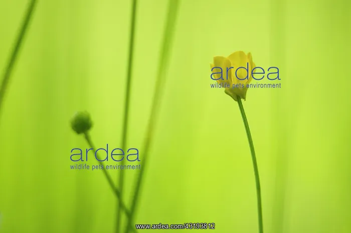 : Bulbous Buttercup (Ranunculus bulbosus) flower - : Bulbous Buttercup (Ranunculus bulbosus) flower -