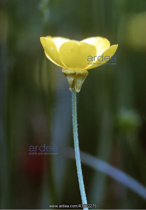 : BULBOUS BUTTERCUP - showing reflexed sepals : BULBOUS BUTTERCUP - showing reflexed sepals